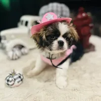 Pixie, a female Shih Tzu for sale in Haines City, FL – Photo 2 of 10