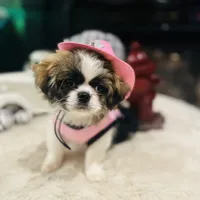 Pixie, a female Shih Tzu for sale in Haines City, FL – Photo 8 of 10