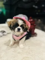 processed/f0c08839-9827-4230-8dd6-d576f27f193f/listing/d6dec546-3a88-44e4-977c-82f657212387/5ea3b991-309b-42ed-87c8-b4f897e1360d