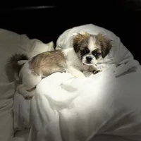 Pixie, a female Shih Tzu for sale in Haines City, FL – Photo 1 of 10