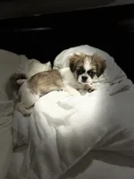 processed/f0c08839-9827-4230-8dd6-d576f27f193f/listing/d6dec546-3a88-44e4-977c-82f657212387/75e33852-2ced-4f12-bc49-ef8532c9c8ca