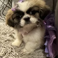 Pixie, a female Shih Tzu for sale in Haines City, FL – Photo 7 of 10