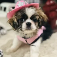 Pixie, a female Shih Tzu for sale in Haines City, FL – Photo 3 of 10