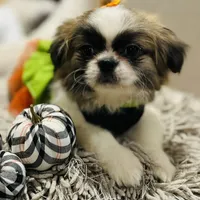 Pixie, a female Shih Tzu for sale in Haines City, FL – Photo 9 of 10