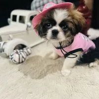 Pixie, a female Shih Tzu for sale in Haines City, FL – Photo 10 of 10