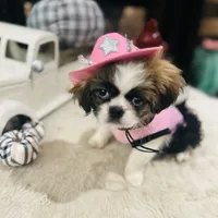 Pixie, a female Shih Tzu for sale in Haines City, FL – Photo 4 of 10