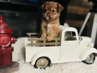 Prada, a female Shih Tzu and Yorkshire Terrier for sale in Haines City, FL – Photo 5 of 7