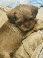 Prada, a female Shih Tzu and Yorkshire Terrier for sale in Haines City, FL – Photo 4 of 7