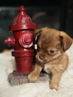 Prada, a female Shih Tzu and Yorkshire Terrier for sale in Haines City, FL – Photo 3 of 7