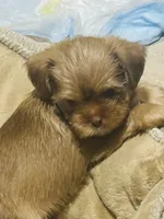 Prada, a female Shih Tzu and Yorkshire Terrier for sale in Haines City, FL – Photo 6 of 7