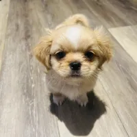 Leo, a male Shih Tzu for sale in Haines City, FL – Photo 3 of 4