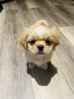 Lapos, a male Shih Tzu for sale in Haines City, FL – Photo 3 of 4