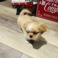 Leo, a male Shih Tzu for sale in Haines City, FL – Photo 1 of 4