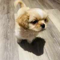 Leo, a male Shih Tzu for sale in Haines City, FL – Photo 2 of 4