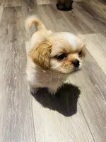 Lapos, a male Shih Tzu for sale in Haines City, FL – Photo 2 of 4