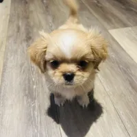 Leo, a male Shih Tzu for sale in Haines City, FL – Photo 4 of 4