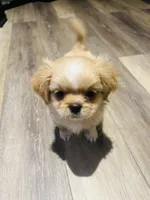 Lapos, a male Shih Tzu for sale in Haines City, FL – Photo 4 of 4