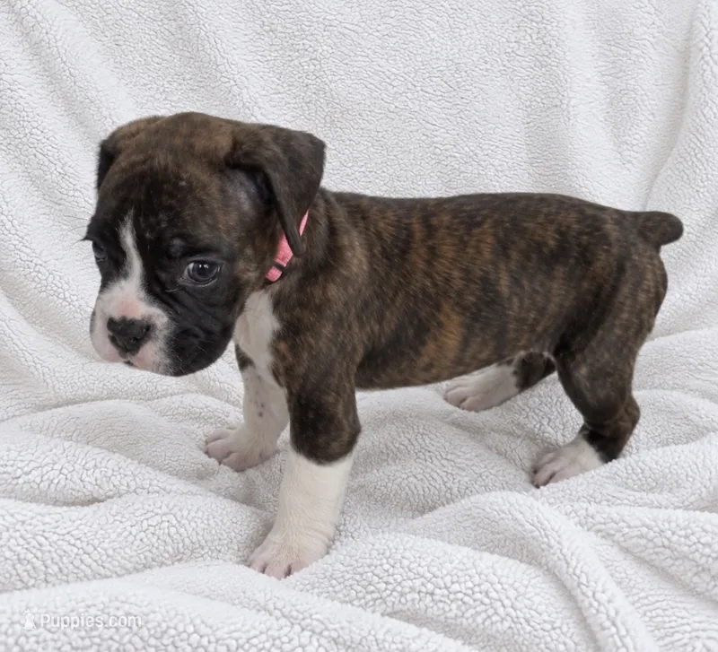 Lucy – Boxer puppy on hold in Peculiar, MO