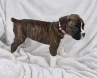 Lucy, a female Boxer for sale in Peculiar, MO – 5 of 9