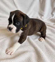 Ace, a male Boxer for sale in Peculiar, MO – 5 of 9