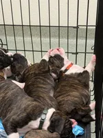 Susie, a female Boxer for sale in Peculiar, MO – 9 of 10