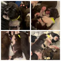 Susie, a female Boxer for sale in Peculiar, MO – 2 of 10