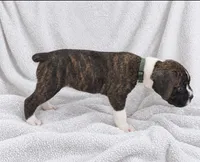 Tank, a male Boxer for sale in Peculiar, MO – 5 of 8