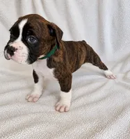 Tank, a male Boxer for sale in Peculiar, MO – 1 of 8