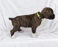 Susie, a female Boxer for sale in Peculiar, MO – 5 of 10