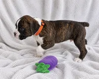 Dozer, a male Boxer for sale in Peculiar, MO – 3 of 10