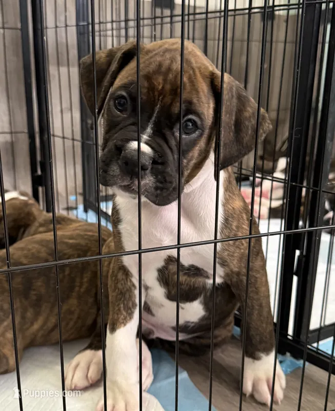 Gordy – Boxer puppy for sale in Peculiar, MO