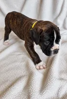 Ace, a male Boxer for sale in Peculiar, MO – 8 of 9
