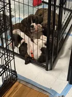 Dozer, a male Boxer for sale in Peculiar, MO – 9 of 10