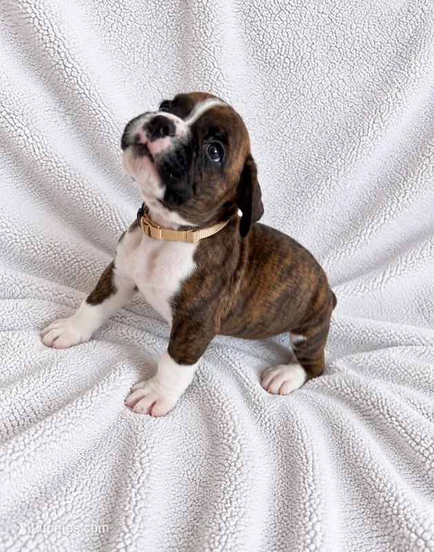 Sevy – Boxer puppy for sale in Peculiar, MO