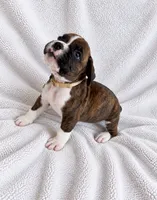 Sevy, a male Boxer for sale in Peculiar, MO – 1 of 8