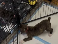 Gordy, a male Boxer for sale in Peculiar, MO – 4 of 9
