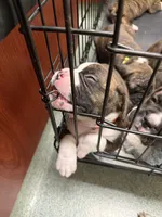 Dozer, a male Boxer for sale in Peculiar, MO – 6 of 10