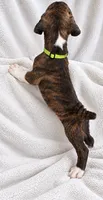 Susie, a female Boxer for sale in Peculiar, MO – 3 of 10
