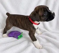 Gordy, a male Boxer for sale in Peculiar, MO – 6 of 9