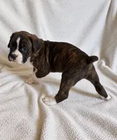 Tank, a male Boxer for sale in Peculiar, MO – 7 of 8