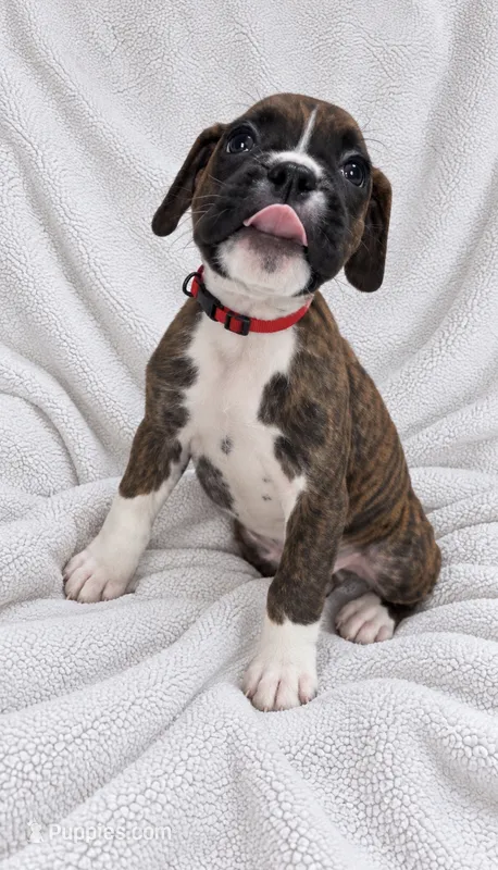 Gordy – Boxer puppy for sale in Peculiar, MO