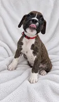Gordy, a male Boxer for sale in Peculiar, MO – 1 of 9