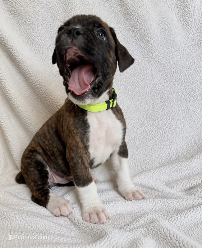 Susie – Boxer puppy for sale in Peculiar, MO