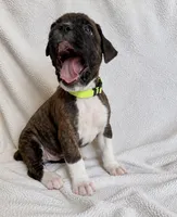 Susie, a female Boxer for sale in Peculiar, MO – 1 of 10