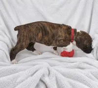 Gordy, a male Boxer for sale in Peculiar, MO – 3 of 9