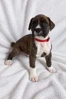 Gordy, a male Boxer for sale in Peculiar, MO – 7 of 9
