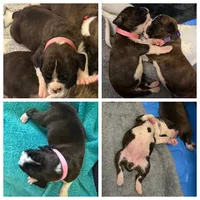 Lucy, a female Boxer for sale in Peculiar, MO – 7 of 9