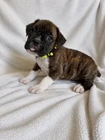 Susie, a female Boxer for sale in Peculiar, MO – 4 of 10