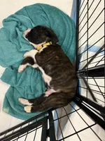 Ace, a male Boxer for sale in Peculiar, MO – 9 of 9