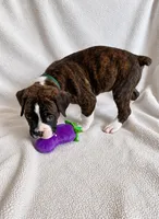 Tank, a male Boxer for sale in Peculiar, MO – 6 of 8